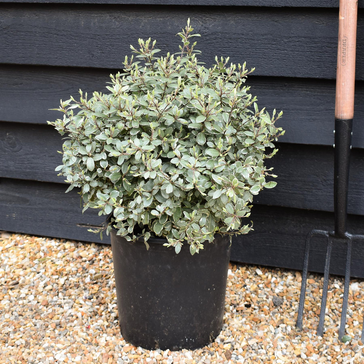 Pittosporum tenuifolium 'Silver Ball' - 30cm - 10lt