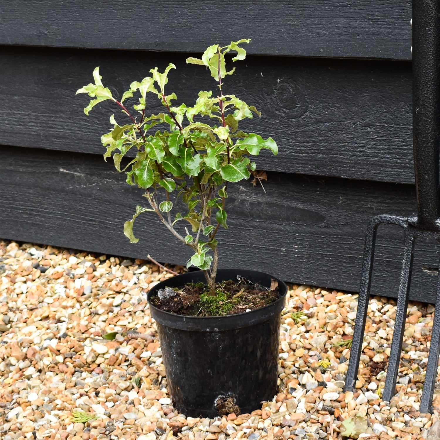 Pittosporum Golden King (Gold King) - Height 20-30cm - 2lt