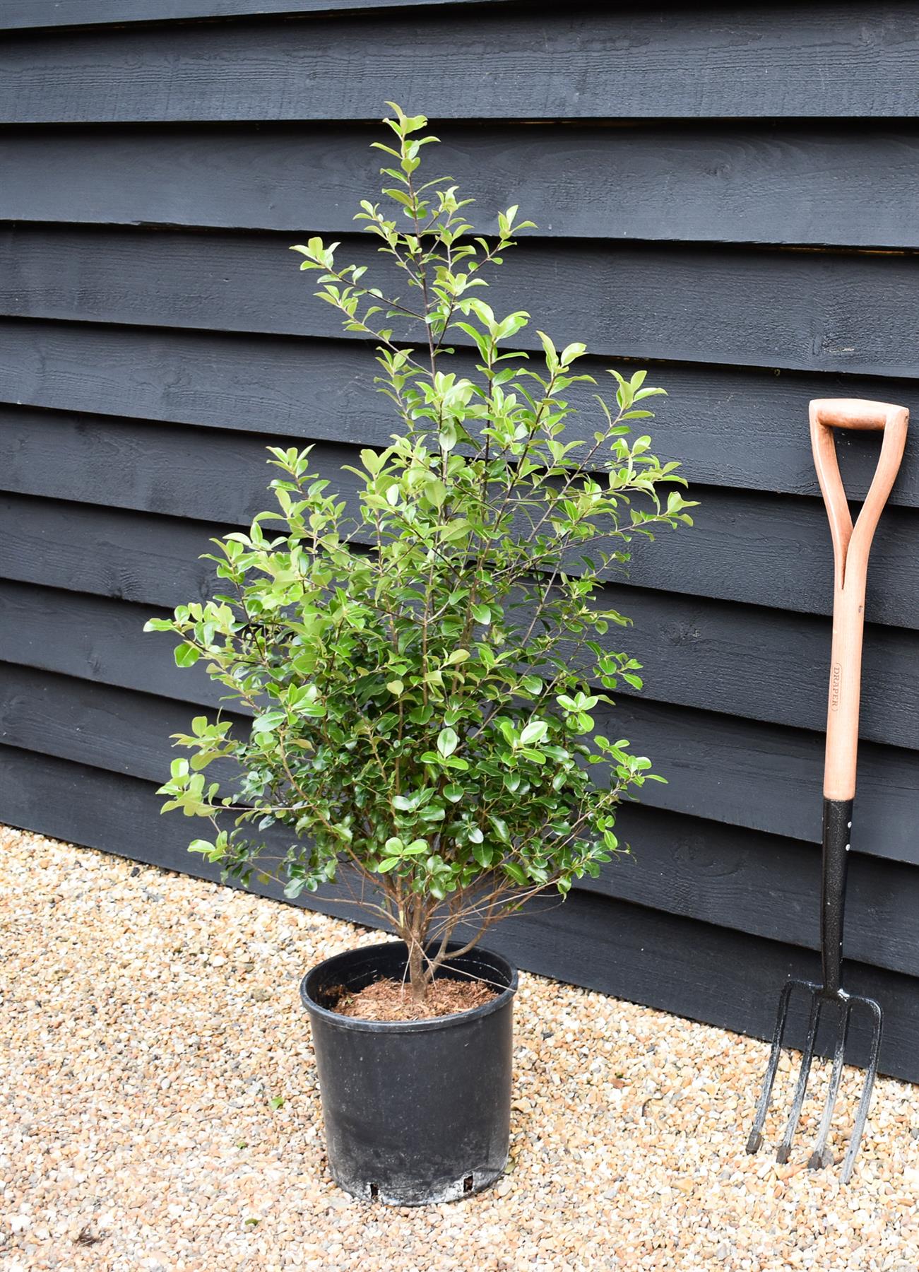 Pittosporum 'Green Elf' - Height 110-120cm -12lt