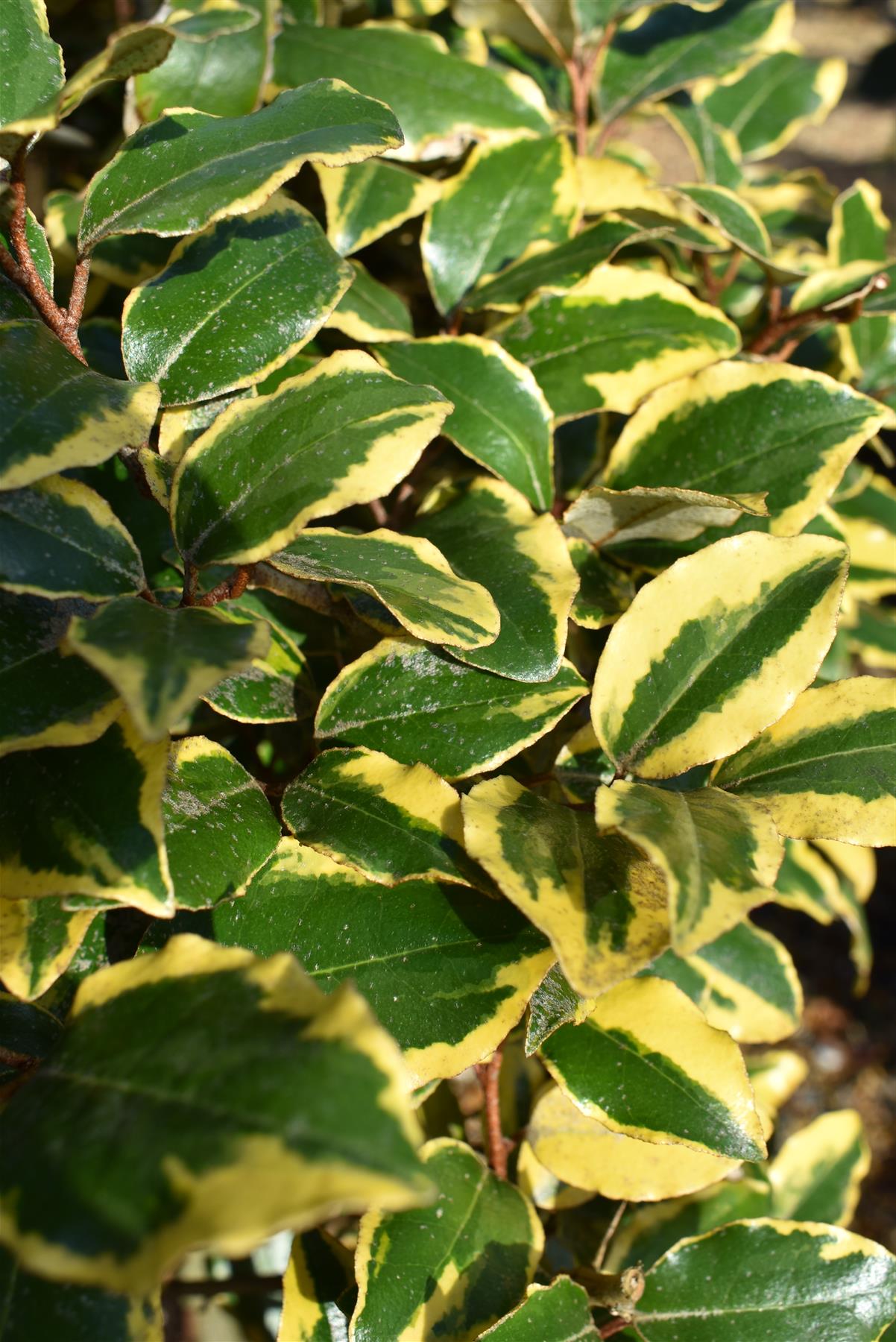 Elaeagnus ebbingei 'Viveleg' - Standard - Pleaced/Espalier (100x100cm bamboo) - Stem 200cm - Girth 10-12cm - Height 300cm - 70lt