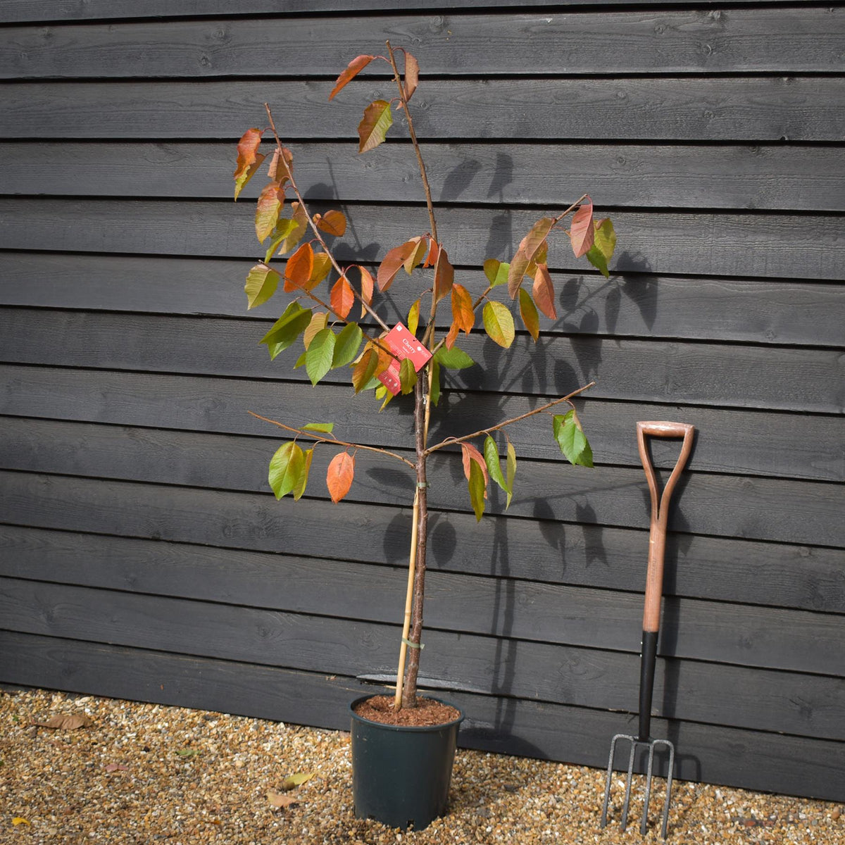 Cherry 'Sunburst' on Gisela | Prunus Avium - Dwarfing - Height 140-160cm -12lt