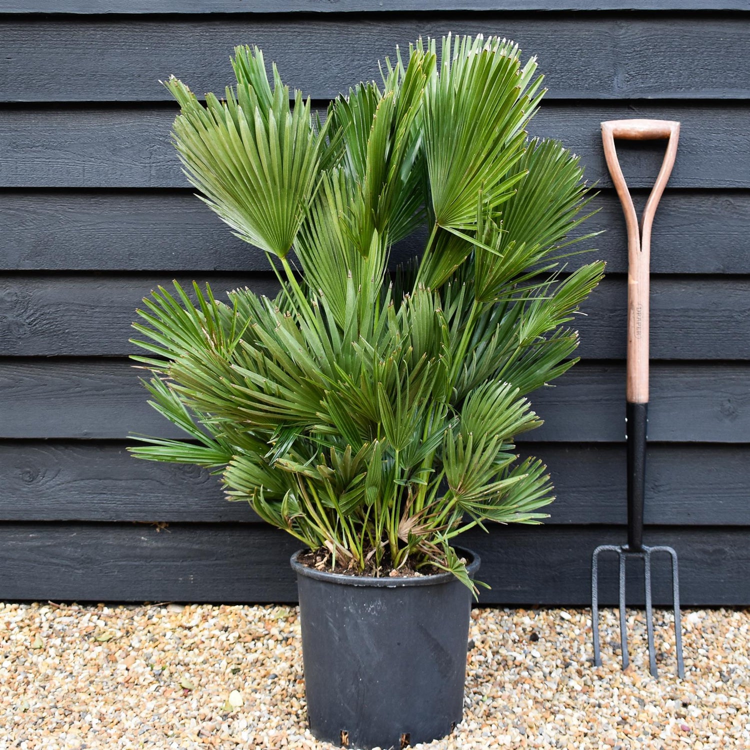 Chamaerops Hummilis Compacta - Height 80-100cm - Shrub - 18lt