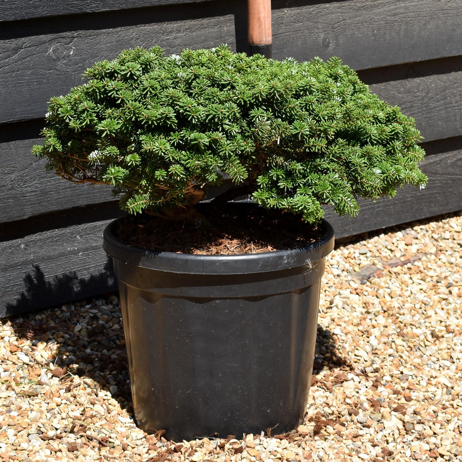 Abies koreana 'Brilliant' | Korean fir 'Brilliant' - Height 20-30cm - 18lt