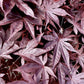 Acer palmatum 'Bloodgood' | Japanese maple 'Bloodgood' - 100-150cm - 30lt