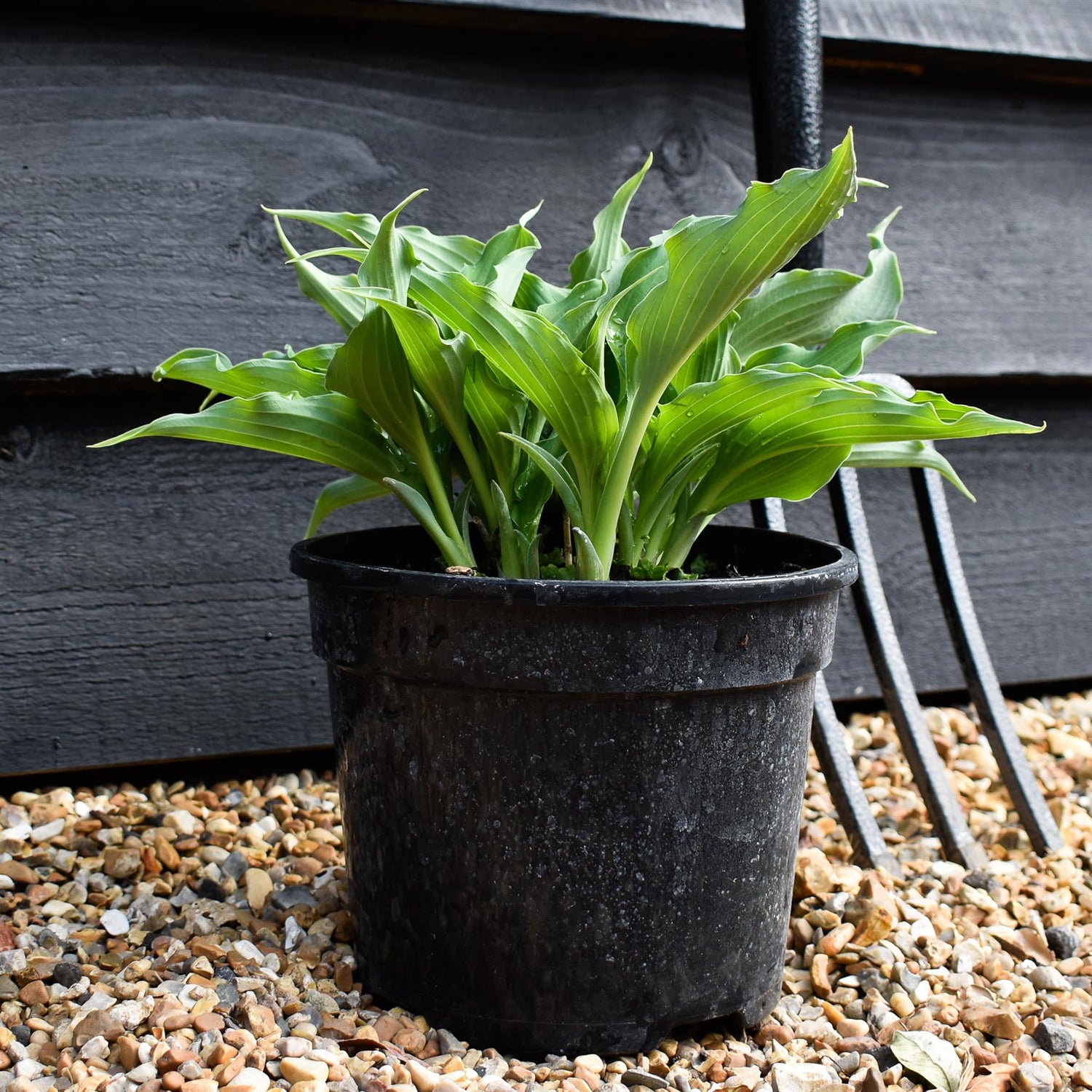 Hosta Waterslide | Plantain Lily 'Waterslide' - 15-25cm, 3lt