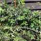 Abelia floribunda | Mexican abelia - 40-50cm - 12lt