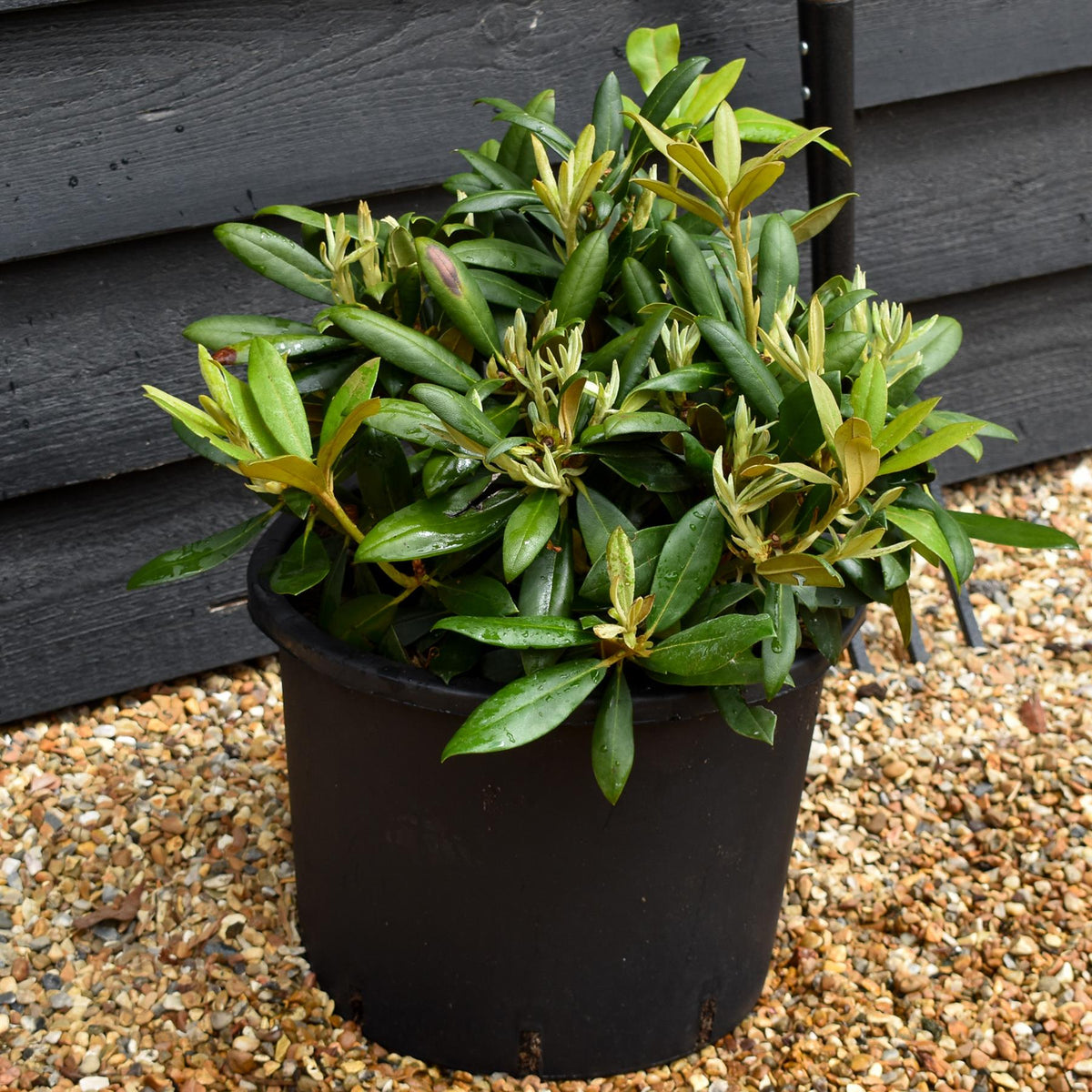 Rhododendron Yakushimanum  'Polaris' - Shrub - Height 20-30cm - 20lt