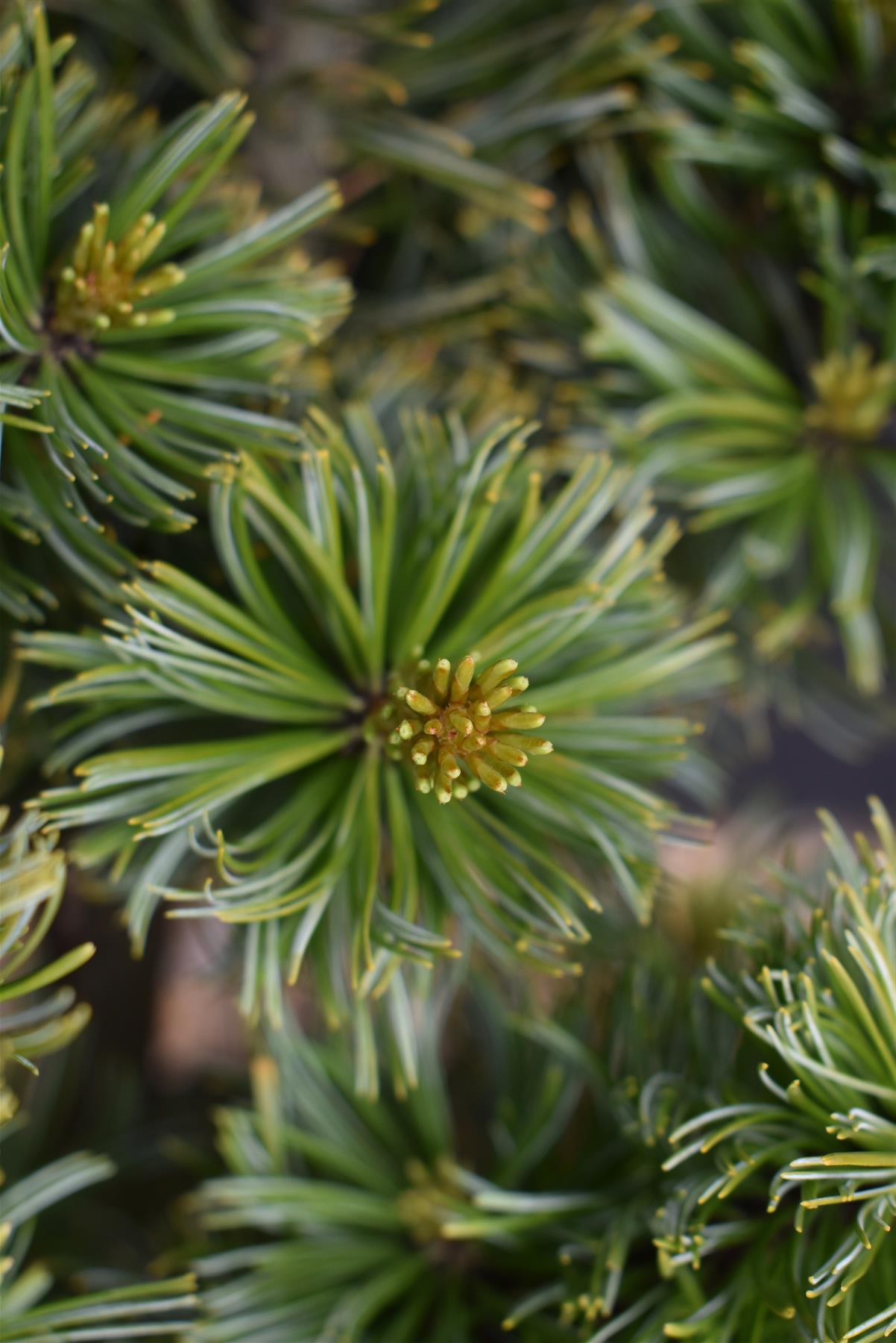 Japanese white pine | Pinus parviflora 'Ara kawa' - Height 70-90cm - Width 40-50cm - 11lt
