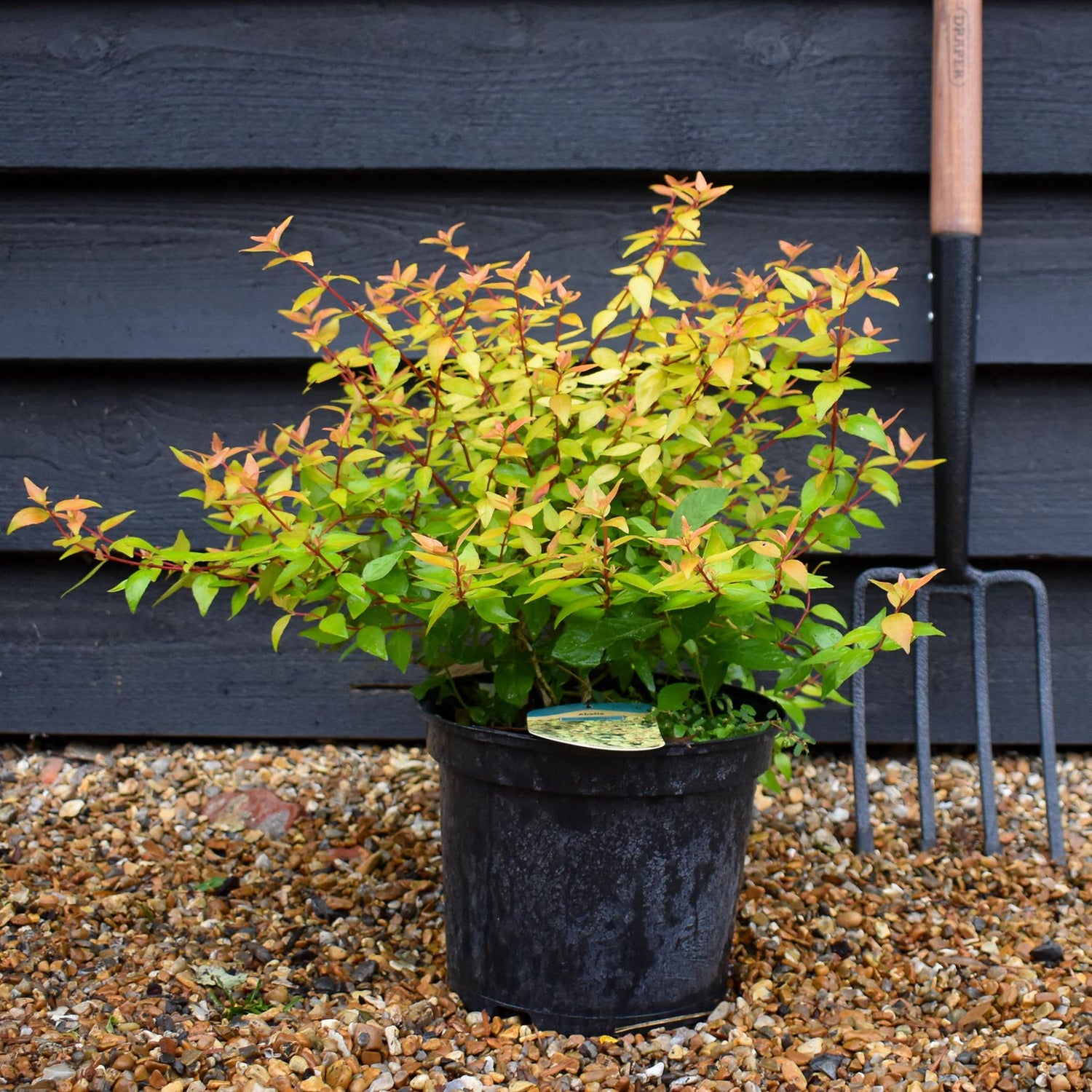 Abelia Gold Jewel - 25-35cm, 5lt