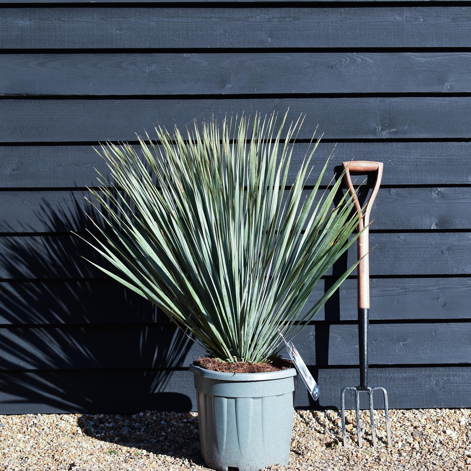 Yucca rostrata | Blue Beaked Yucca - Height 70-90cm - 20lt