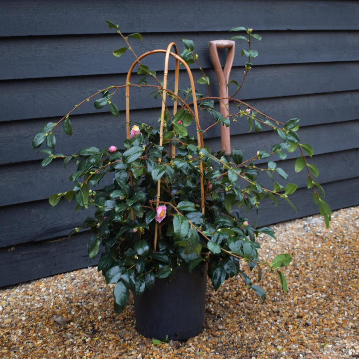 Camellia sasanqua 'Winter's Snowman' - 60-70cm - 12lt