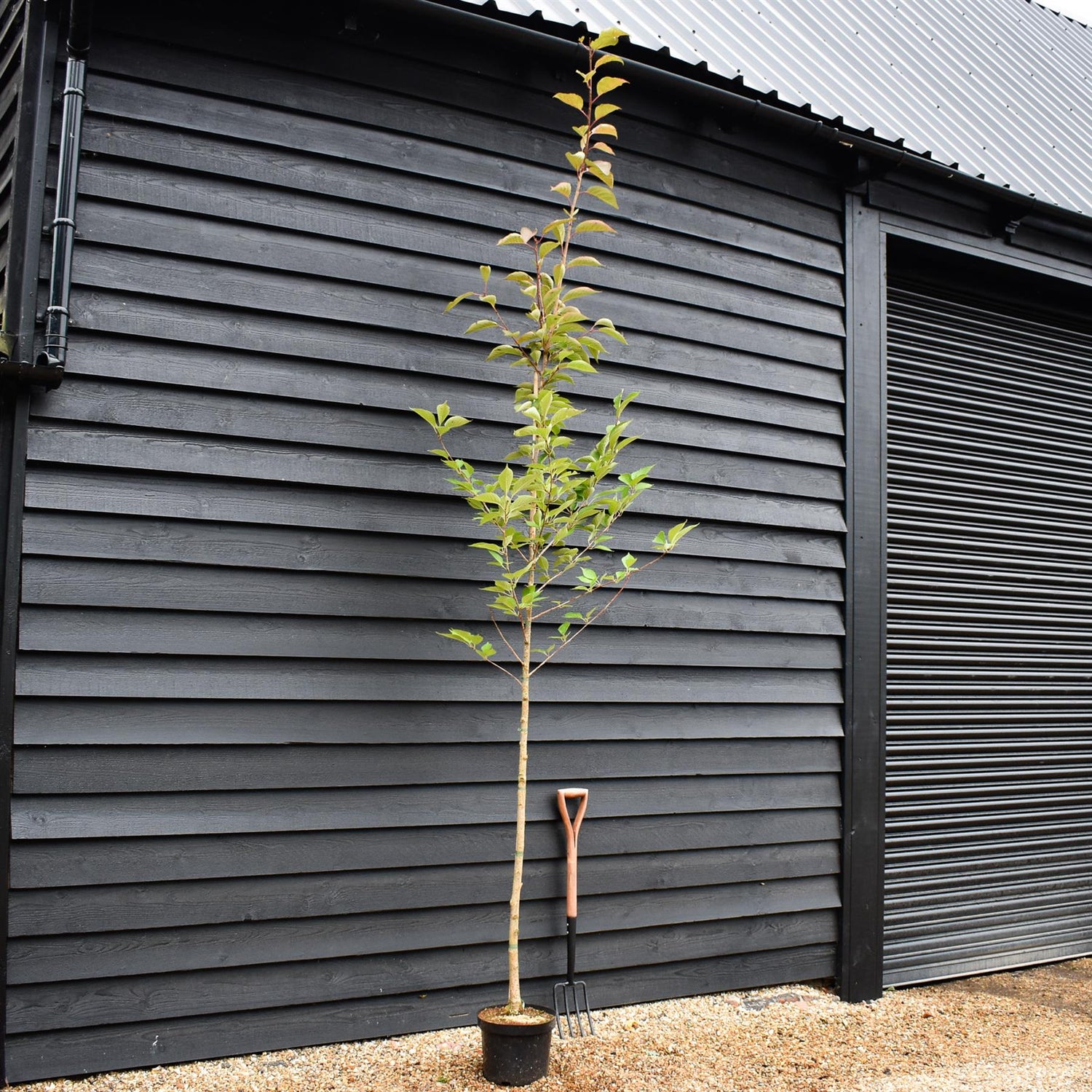 Prunus serrulata 'Beni-Yutaka' - Height 370-390cm - Clear Stem 115cm - Girth 8cm - 10lt