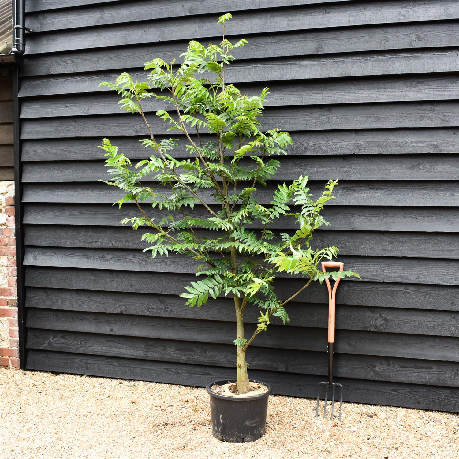Caucasian wingnut | Pterocarya fraxinifolia - Height 220-250cm - Girth 12-14cm - 45lt