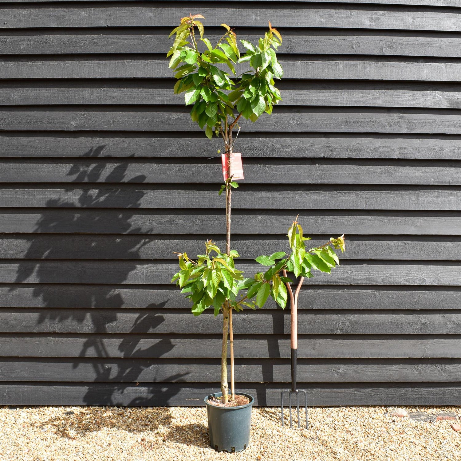 Cherry 'Stella' half-standard | Prunus avium - Height 160-180cm - 12lt
