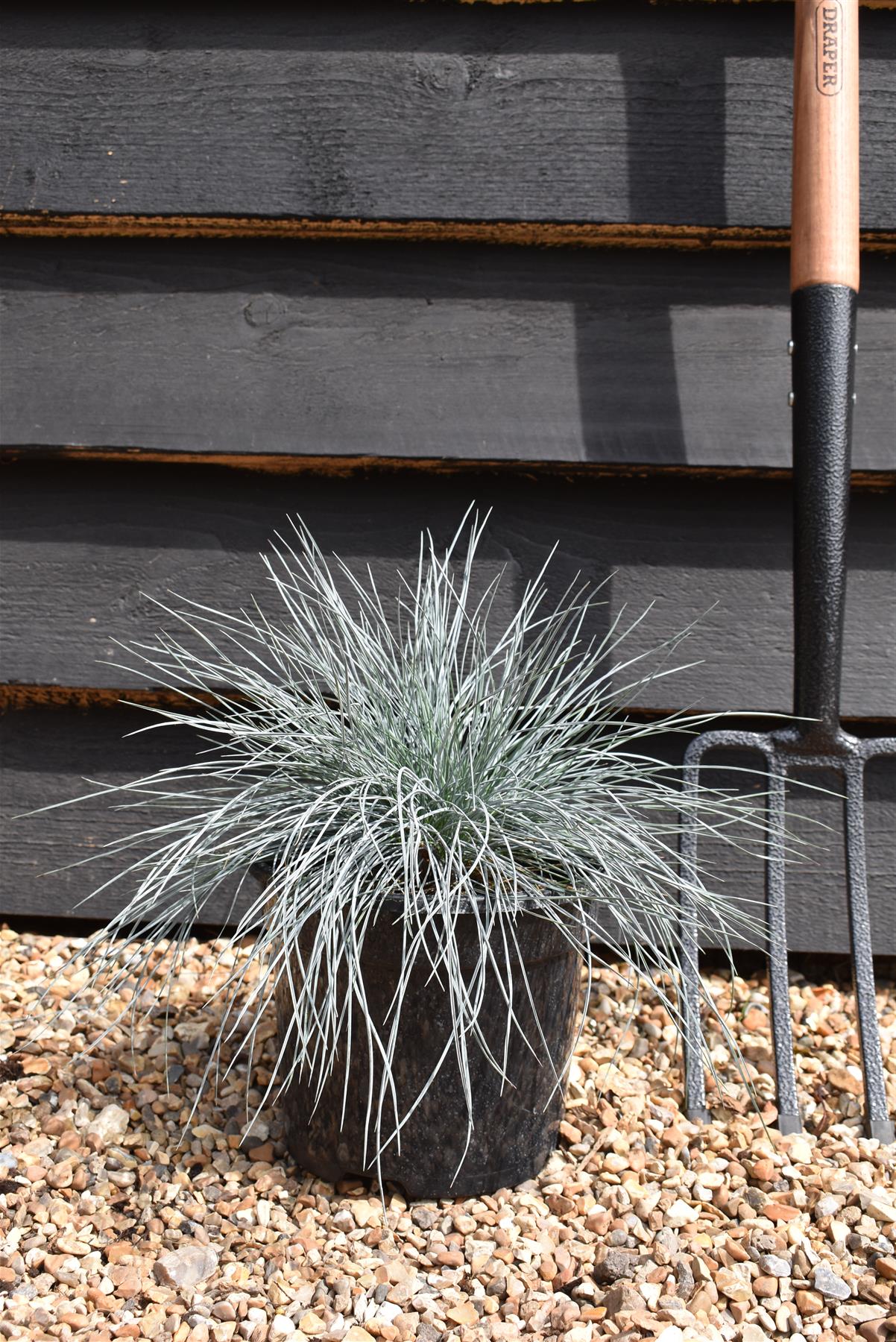 Festuca Glauca 'Intense Blue' - 20-25cm, 3lt
