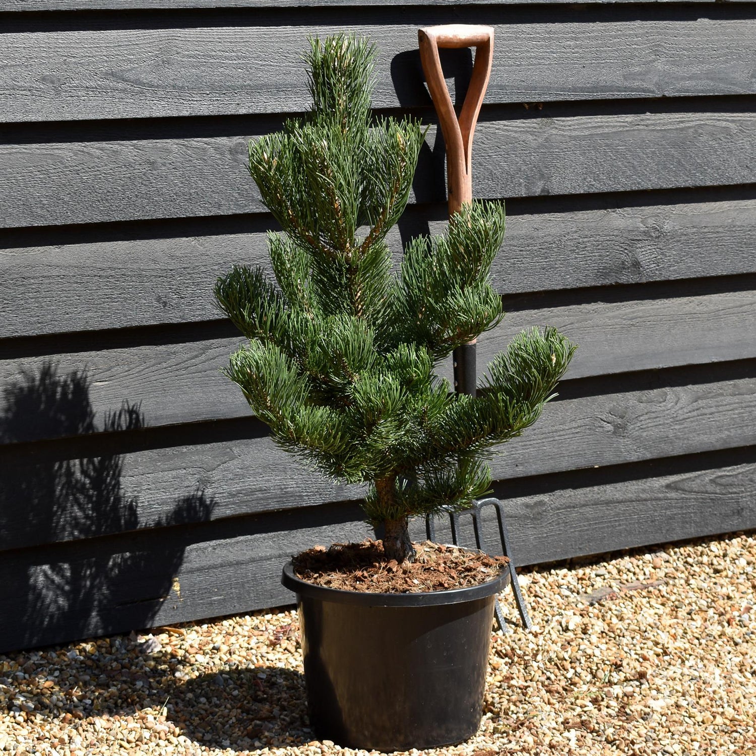 Pinus nigra 'Oregon Green' | Austrian pine 'Oregon Green' - Height 70-80cm - 12lt