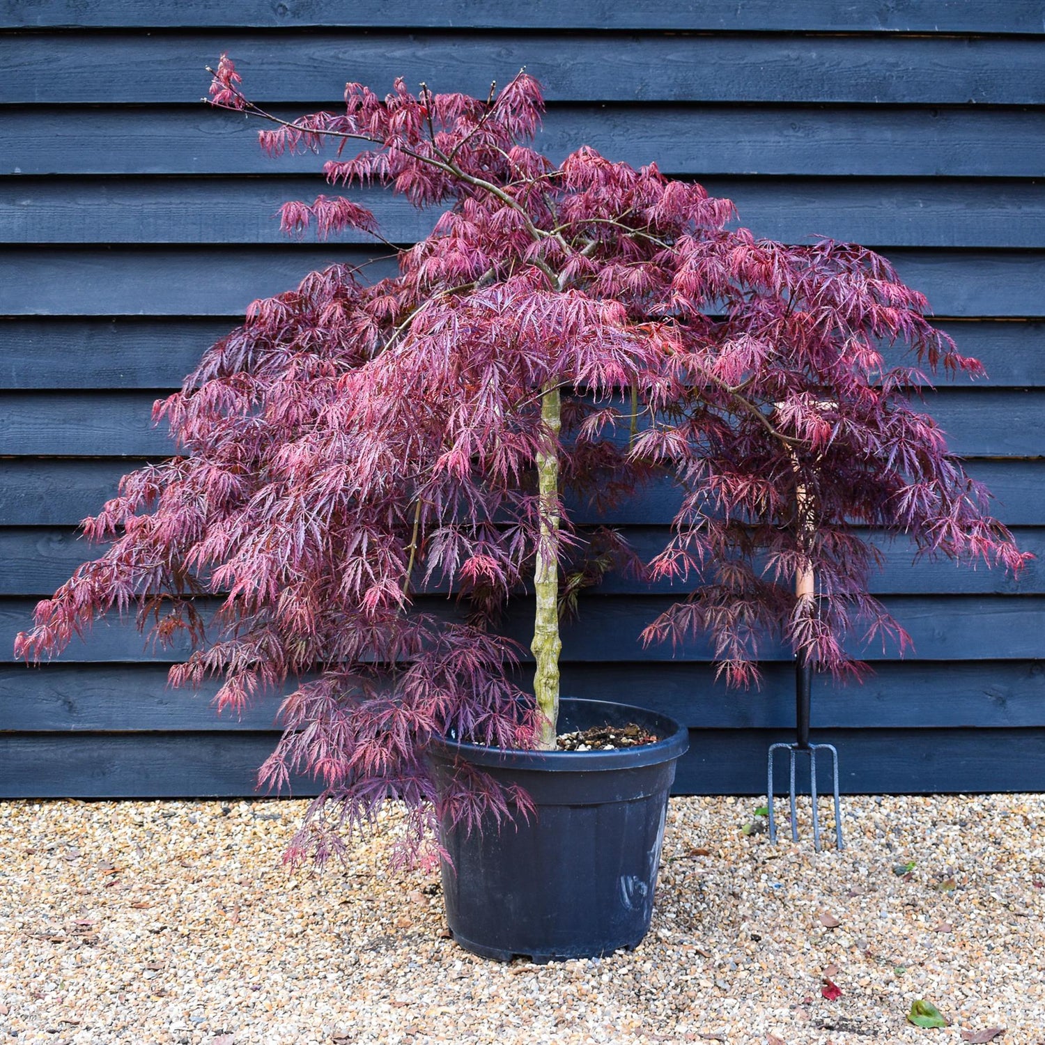 Acer palmatum 'Inaba-shidare' | Japanese maple - Clear Stem 80cm - Height 120-140cm - 55lt