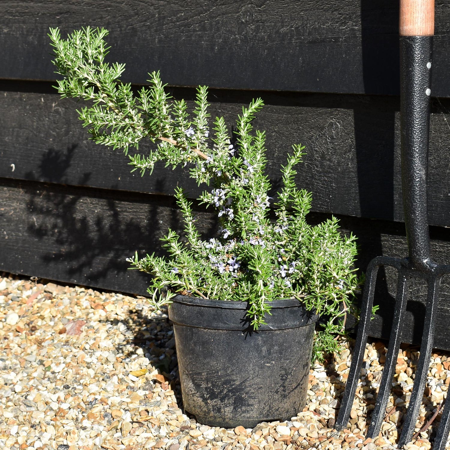 Rosemary | Rosmarinus Officinalis  'Prostratus' - Height 15-20cm - Shrub - 3lt