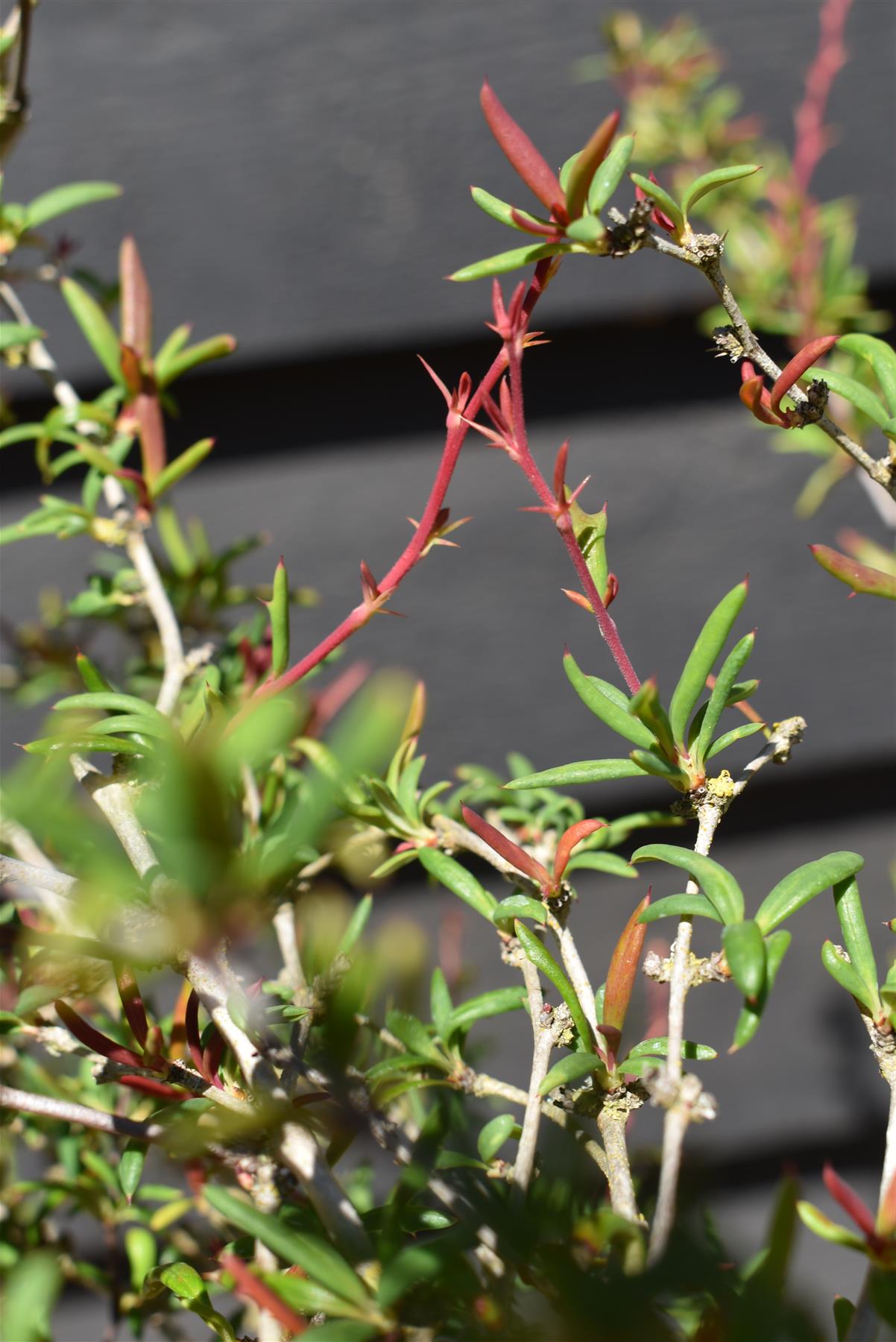 Berberis Claret Red - Shrub - Height 30-60cm - 10lt