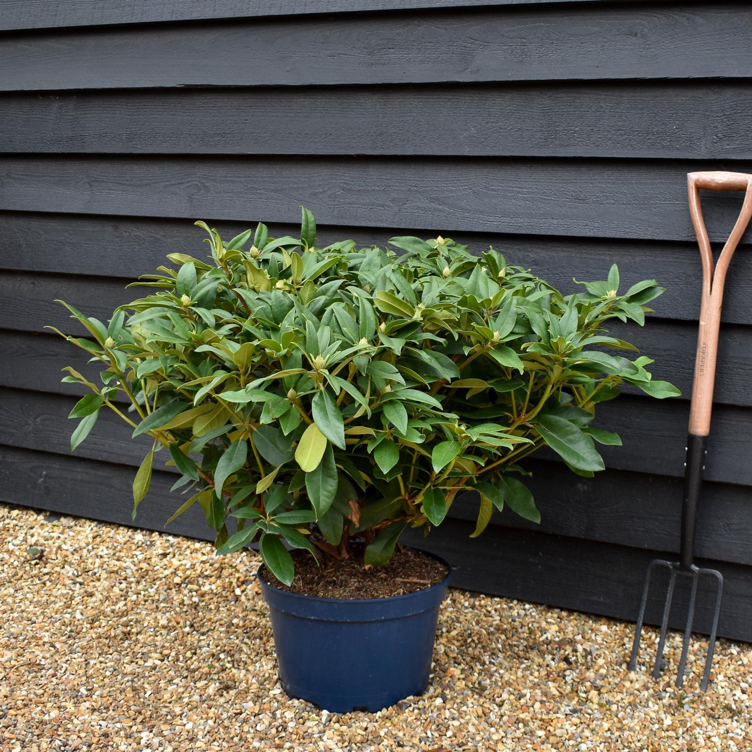 Rhododendron 'Marie Fortier' - Shrub - Height 55-65cm - Width 80-90cm - 15lt