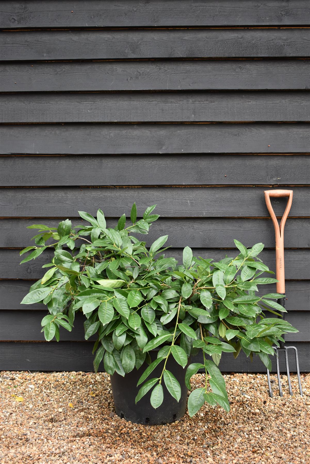 Prunus laurocerasus 'Otto Luyken' - Height 50-80cm - Width 130cm - 40lt