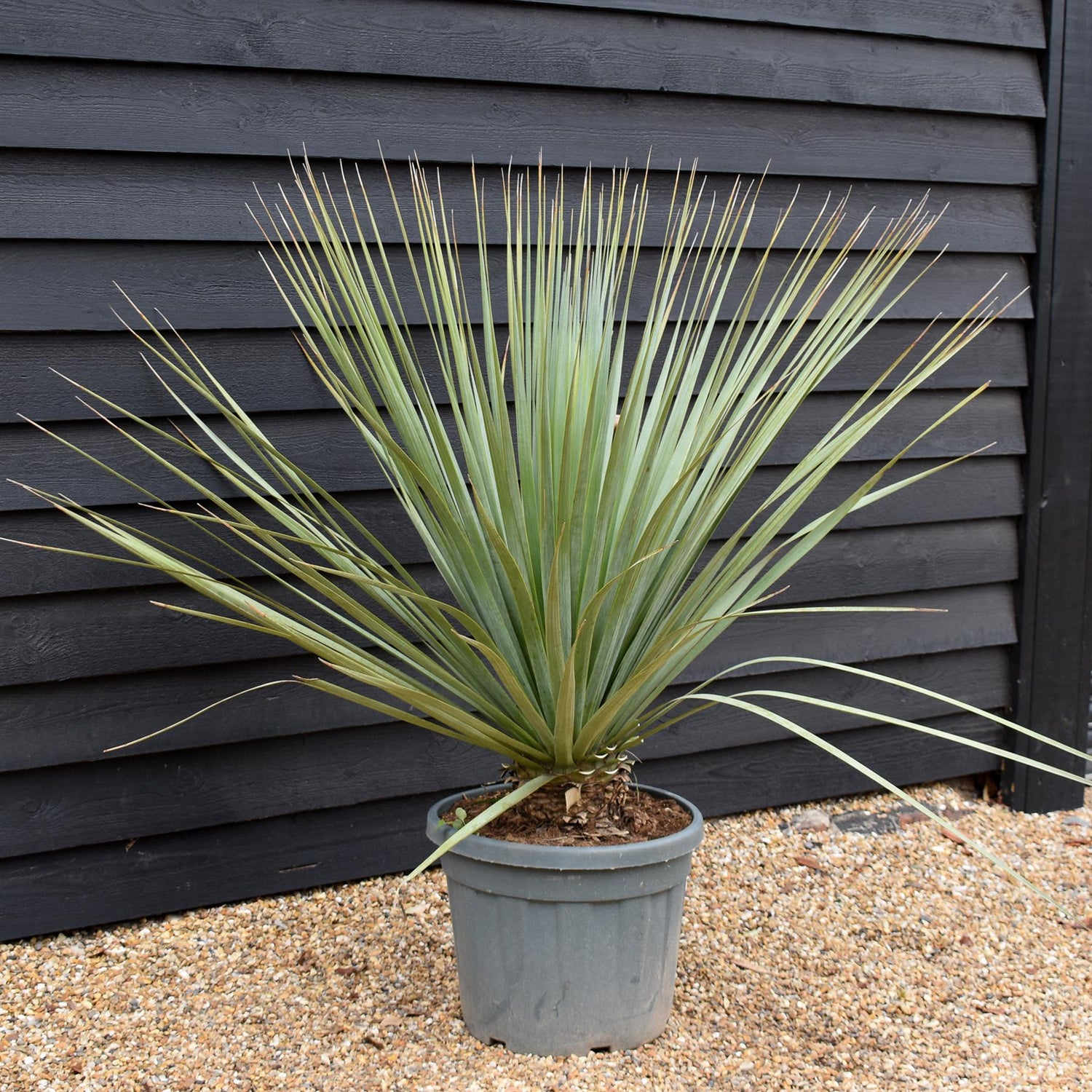 Nolina hibernica -  Beargrass Tree - Height 130cm - Width 190cm - 55lt