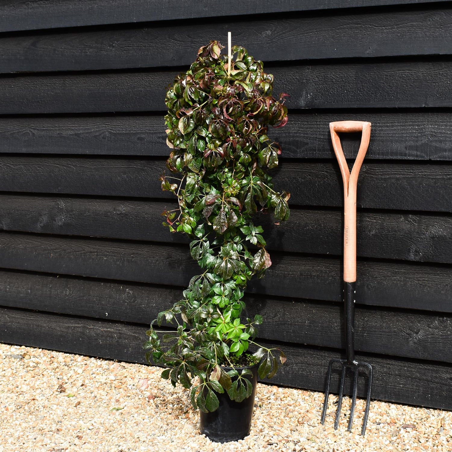 Parthenocissus quinquefolia | American Ivy | Virginia Creeper- Height 90-100cm - 5lt