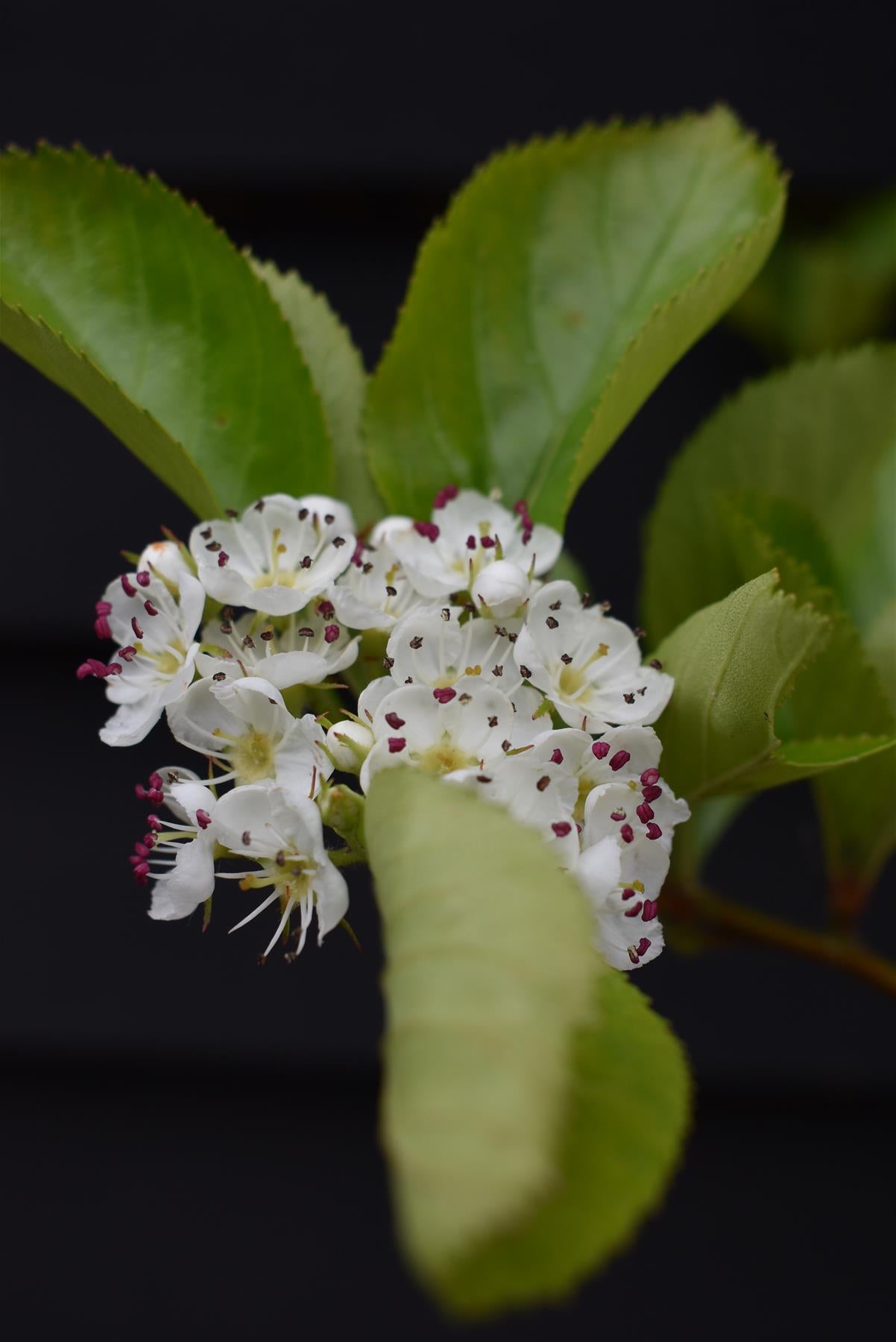 Crataegus Persimilis 'Prunifolia' | Broad-leaved Cockspur Thorn - 140-180cm, 10lt