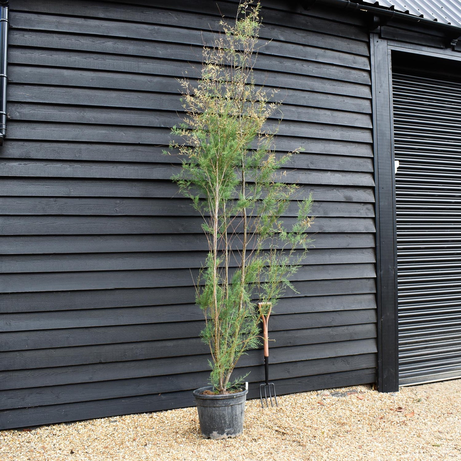 Tamarix Africana - Shrub - Height 300-320cm - 35lt