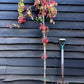 Parthenocissus quinquefolia | American Ivy | Virginia Creeper- 150cm- 3lt
