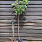 Sweet Cherry Tree | Prunus avium 'Napoleon' - 100-120cm, 10lt