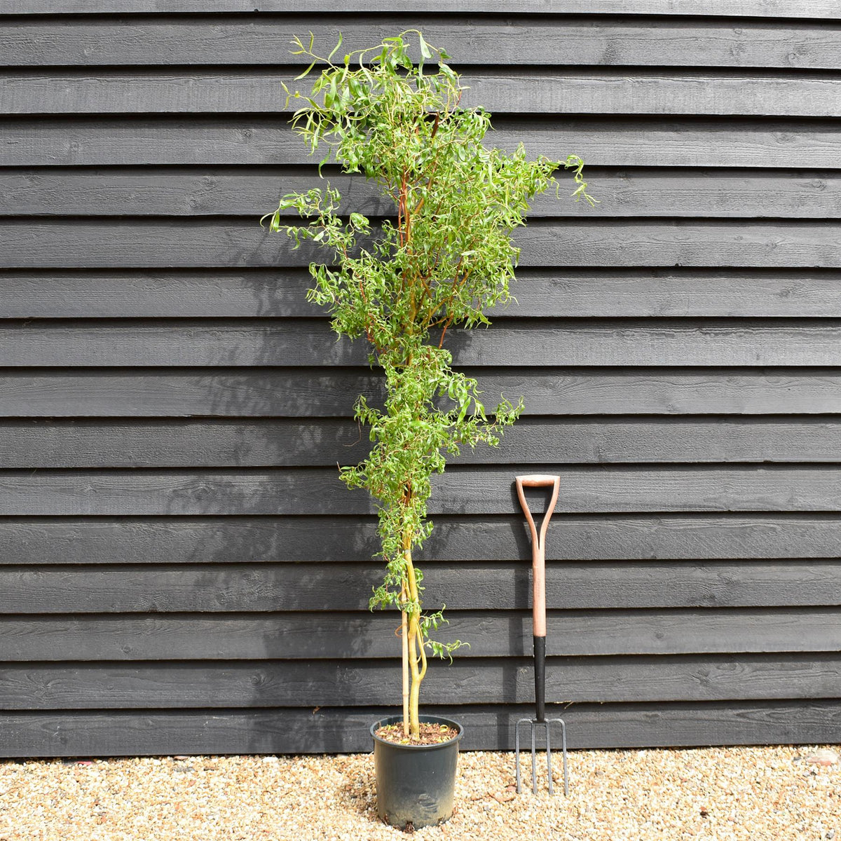 Salix x sepulcralis 'Erythroflexuosa' | Twisted Willow -  Tree - Height 150-200cm - 20lt