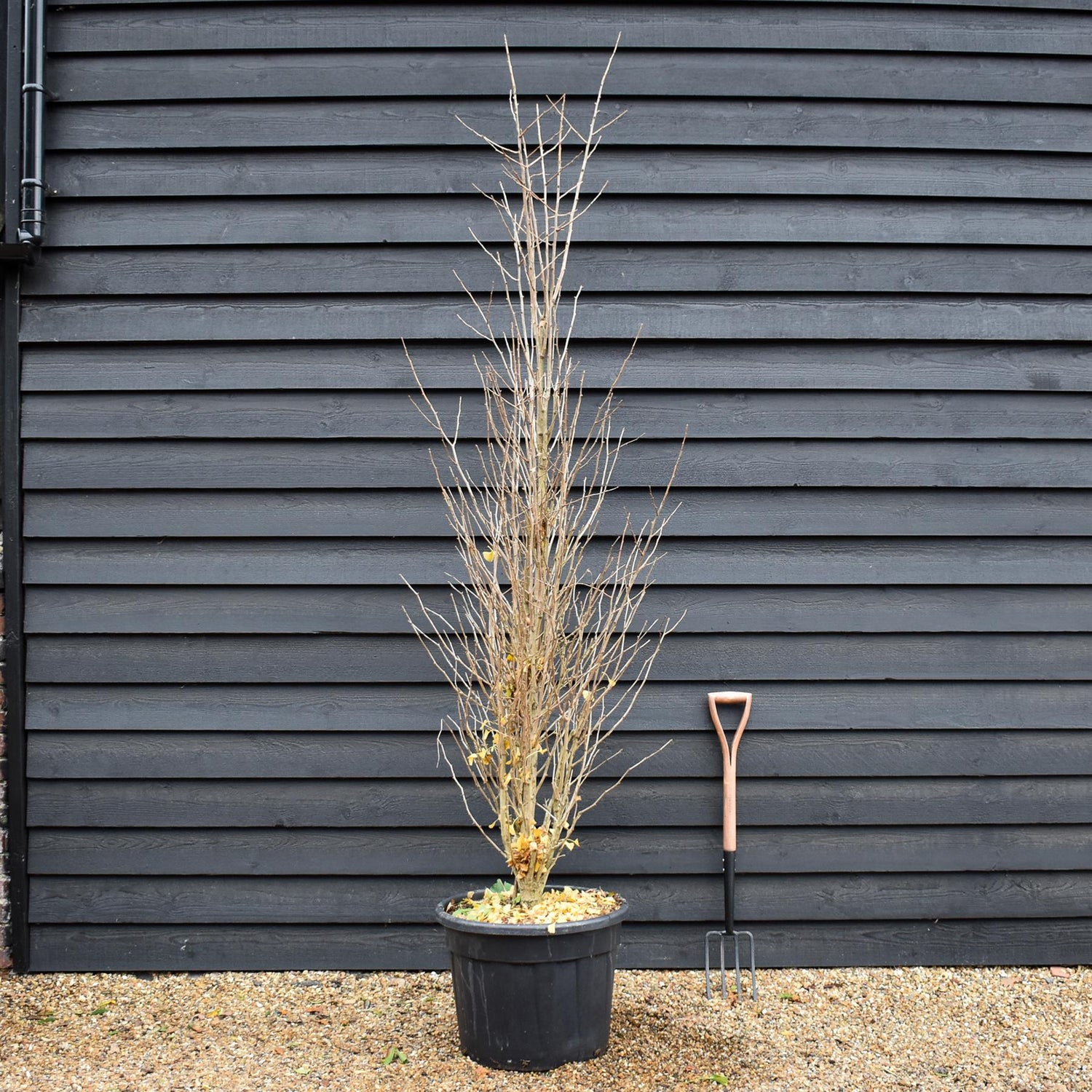 Ginkgo biloba | Maidenhair Tree - 'Fastigiata' Bushy - Height 280-300cm - 70lt