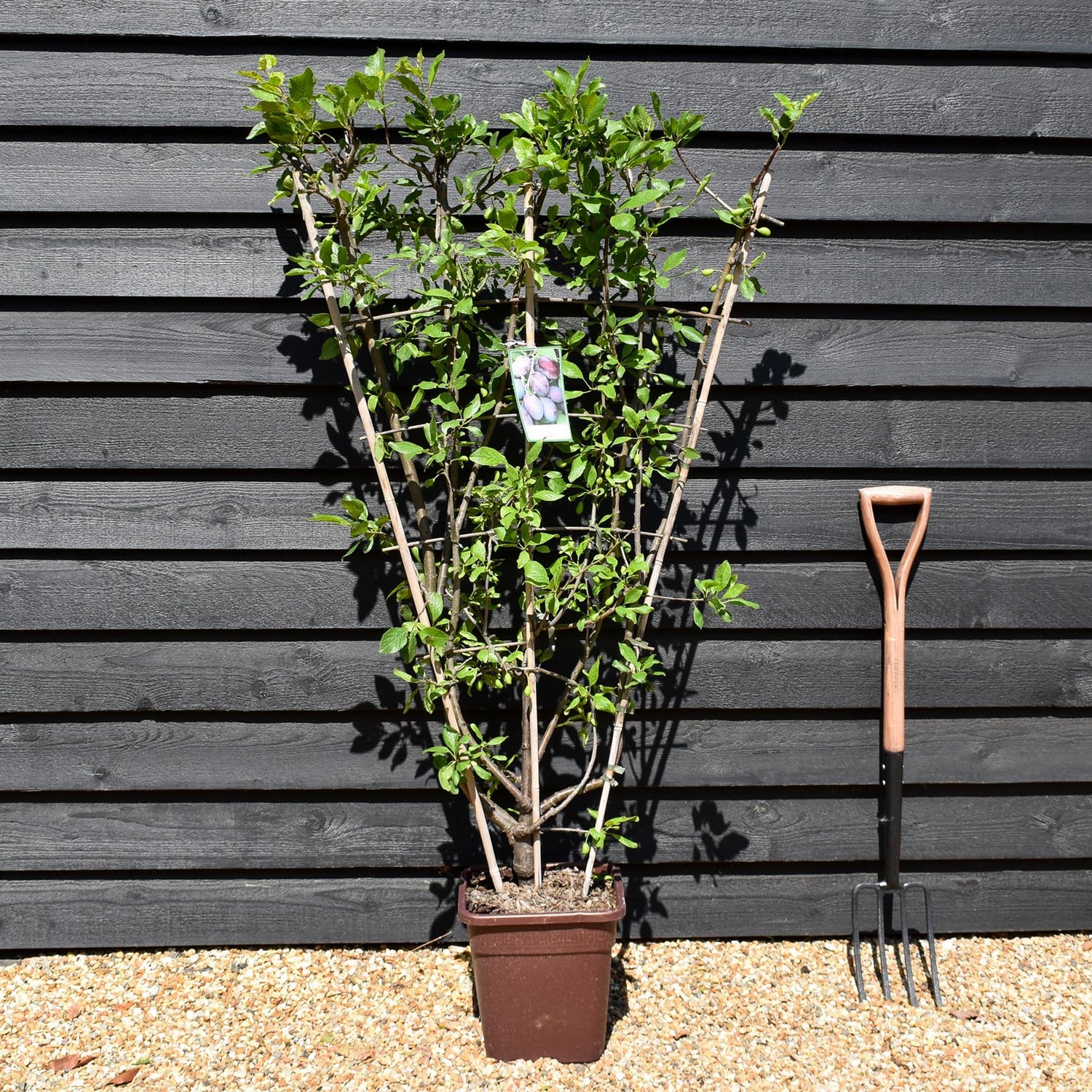 Prunus domestica 'Stanley' | Plum 'Stanley' -  Frame - Height 130-140cm - 30lt