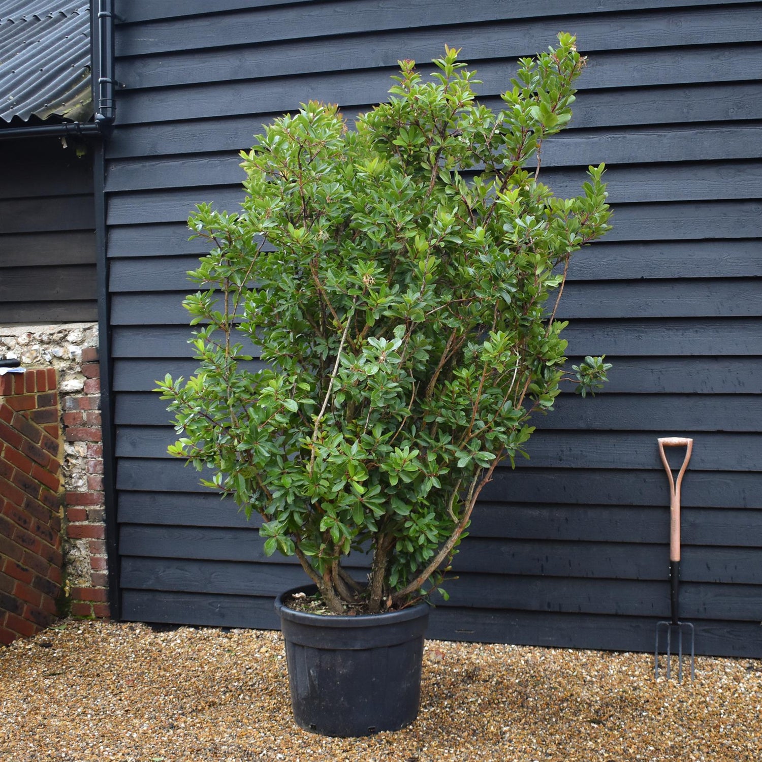 Strawberry Tree Shurb | Arbutus unedo -Bush - Height 180-190cm - 90lt