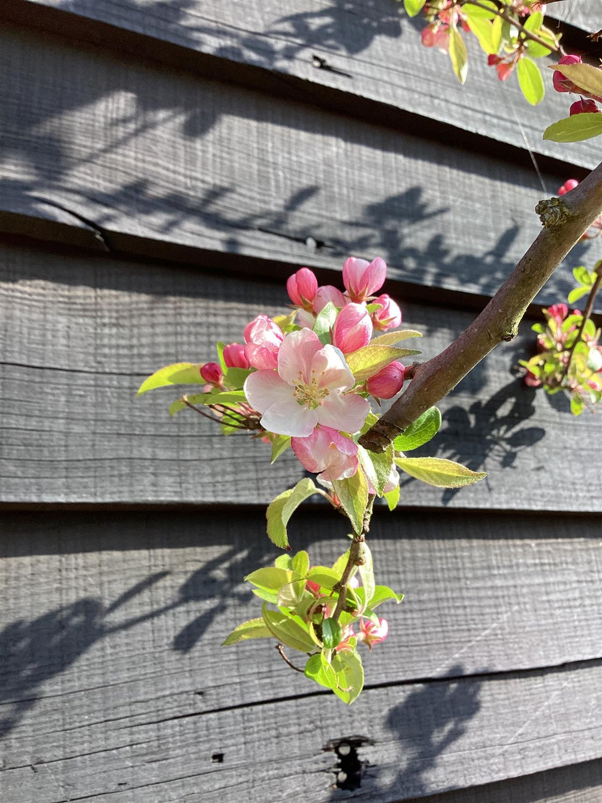 Malus Red Sentinel Crab Apple Tree, Clear Stem - 300-320cm, 50lt