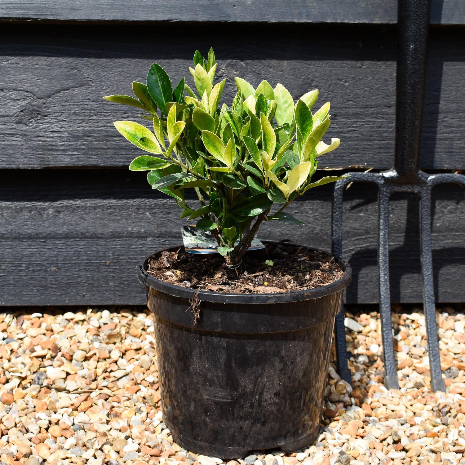 Euonymus japonicus 'Himalaya' - Shrub -  Height 15-25cm - 2lt