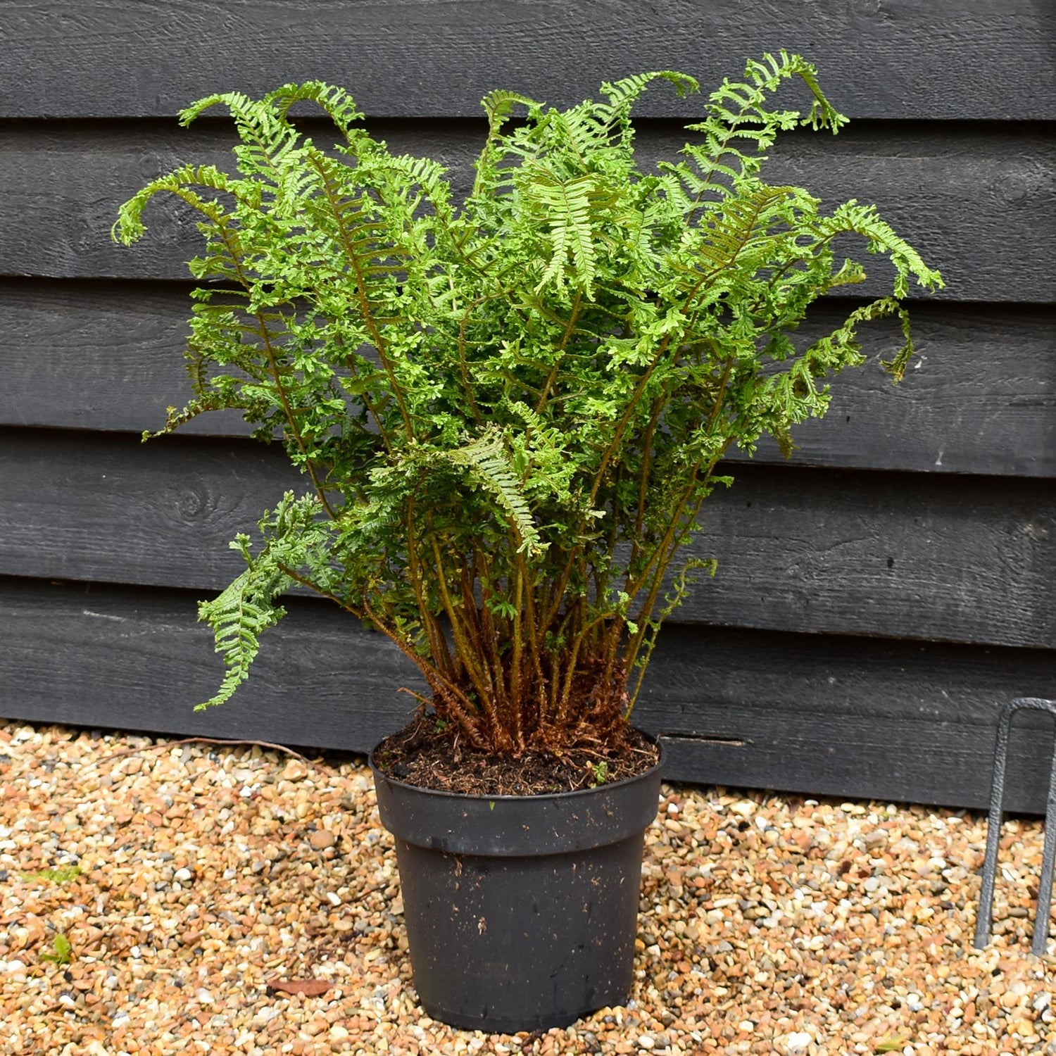 Dryopteris affinis | Cristata The King - Height 60-70cm - 7lt