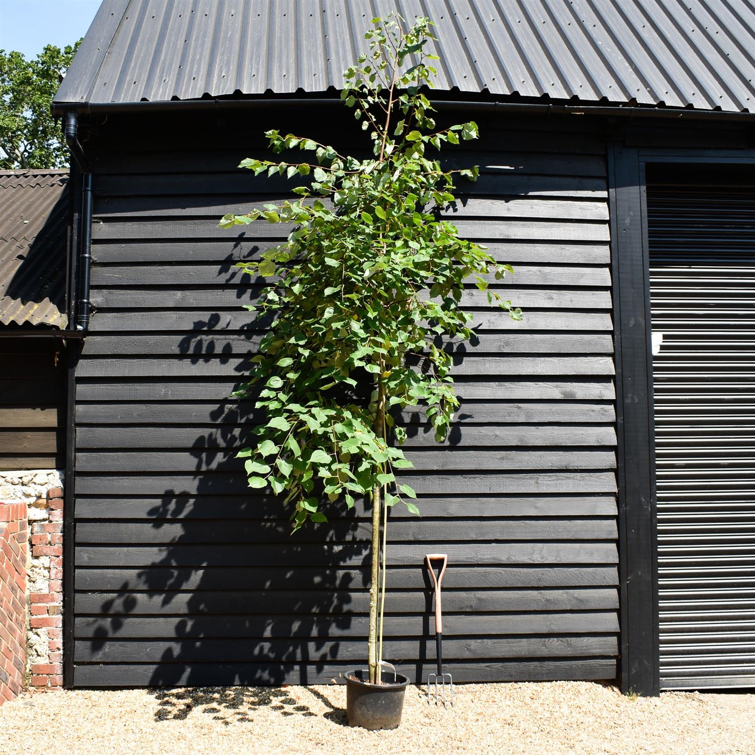 Small-Leaved Lime | Tilia cordata - Height 380-400cm - Girth 6-8cm - 30lt