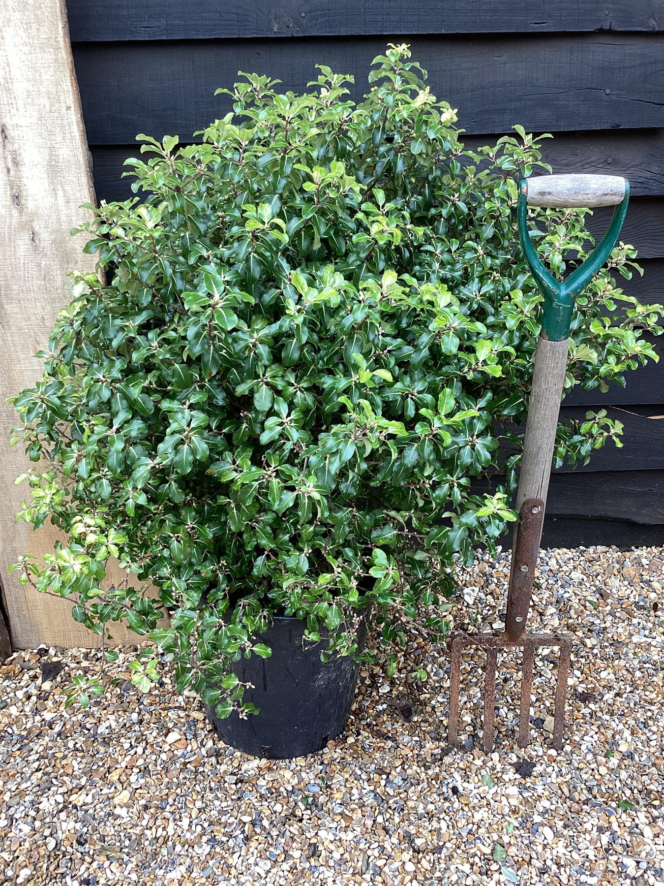 Pittosporum tenuifolium 'Gold Star' - 60-80cm - 25lt