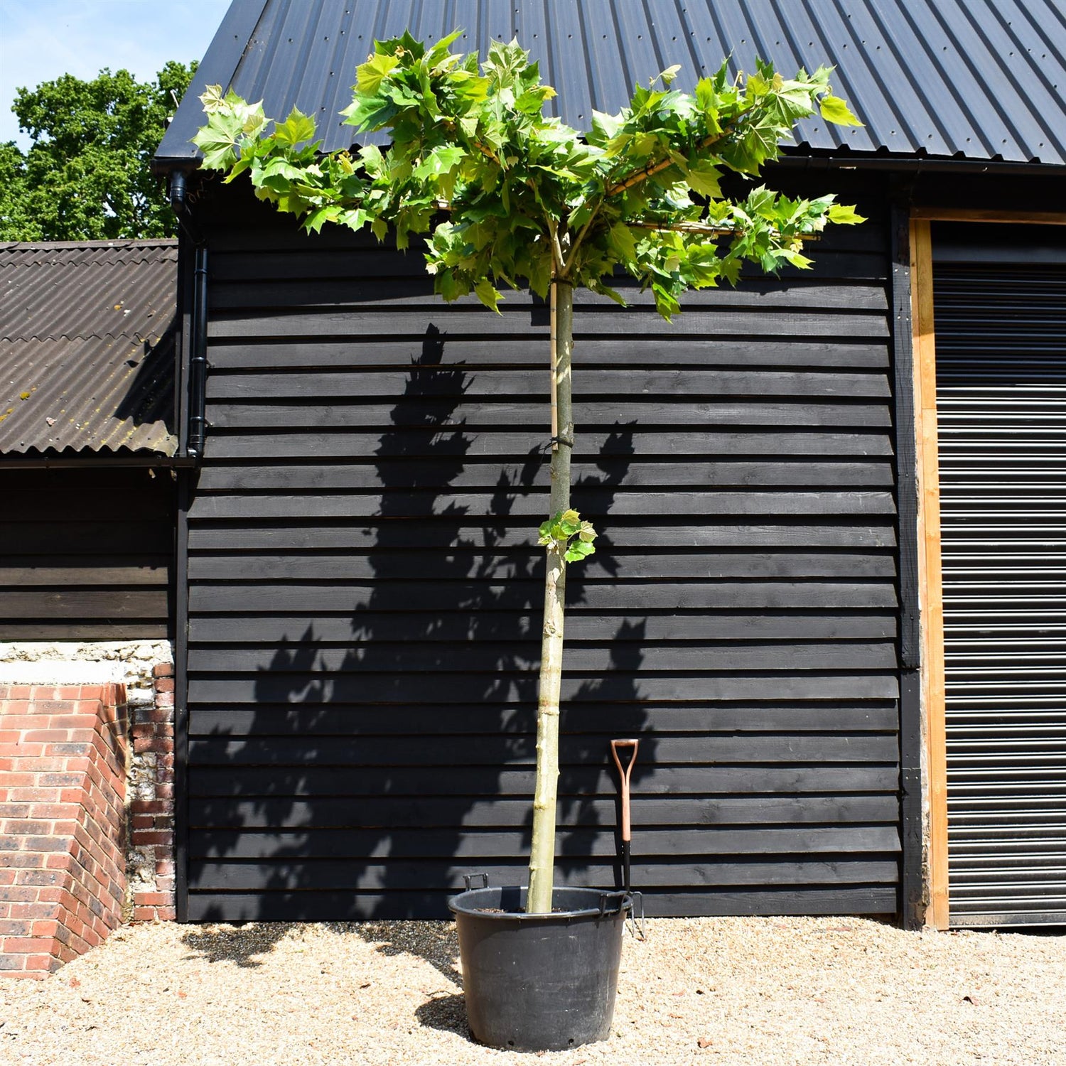 Platanus hispanica | London plane - Girth 21-23cm - Height 340-360cm - 130lt