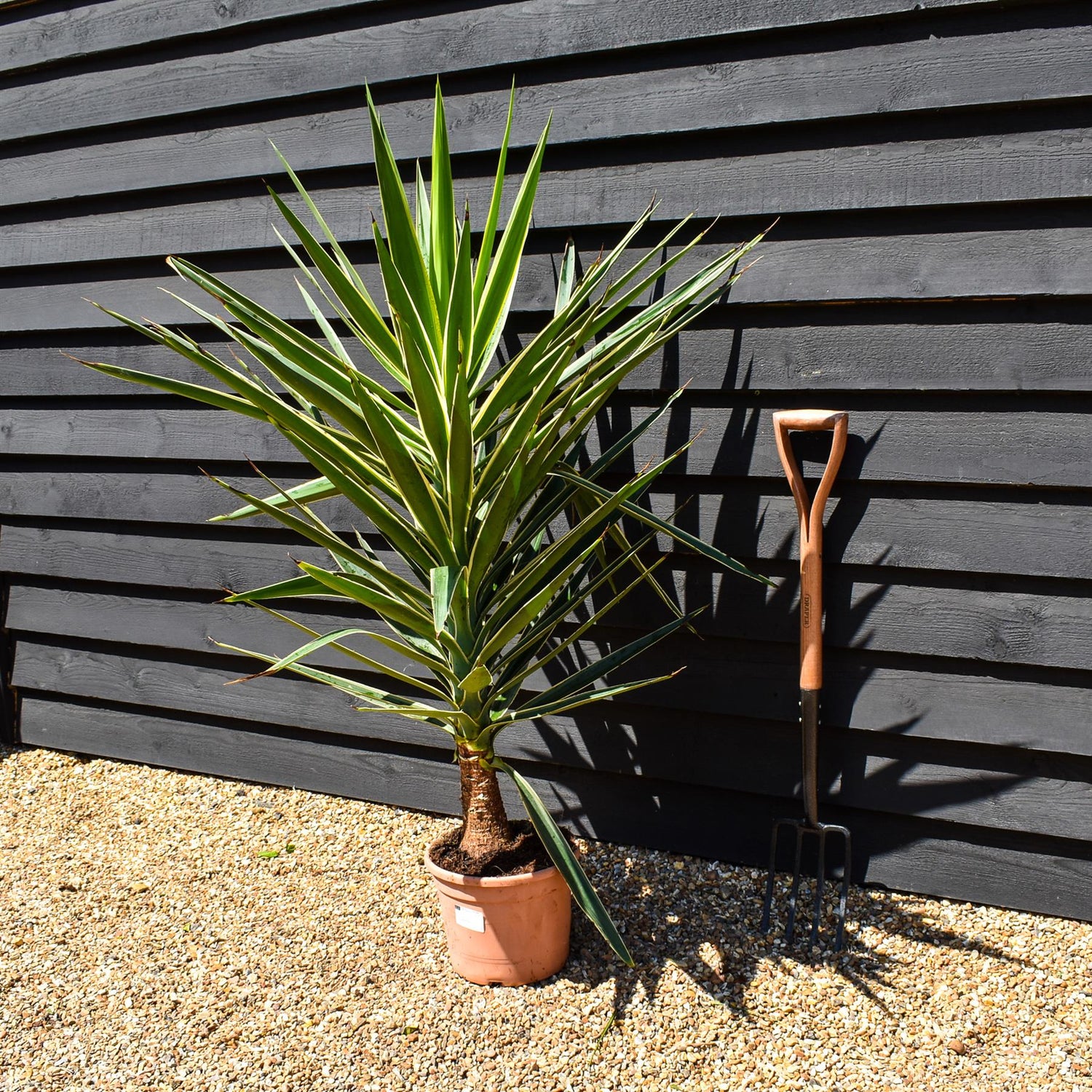 Yucca 'Puck' - Height 110-130cm - 10lt