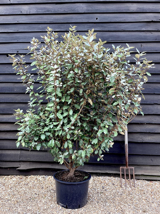 Elaeagnus ebbingei | Ebbing's Silverberry - 160-180cm - 18lt