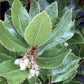 Arbutus unedo | Strawberry Tree - Multistem - Bushy - 150-170cm - 30-35lt
