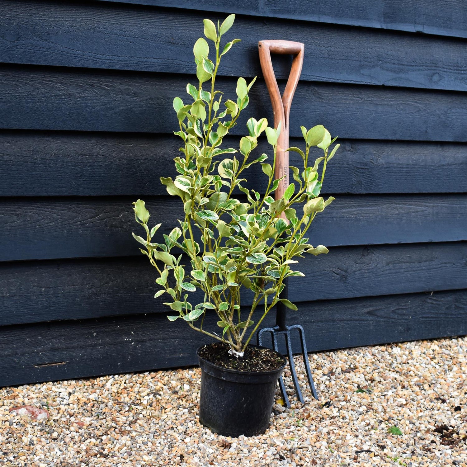 Griselinia littoralis Variegata | New Zealand Broadleaf - 80cm - 120cm - Busy - 25lt