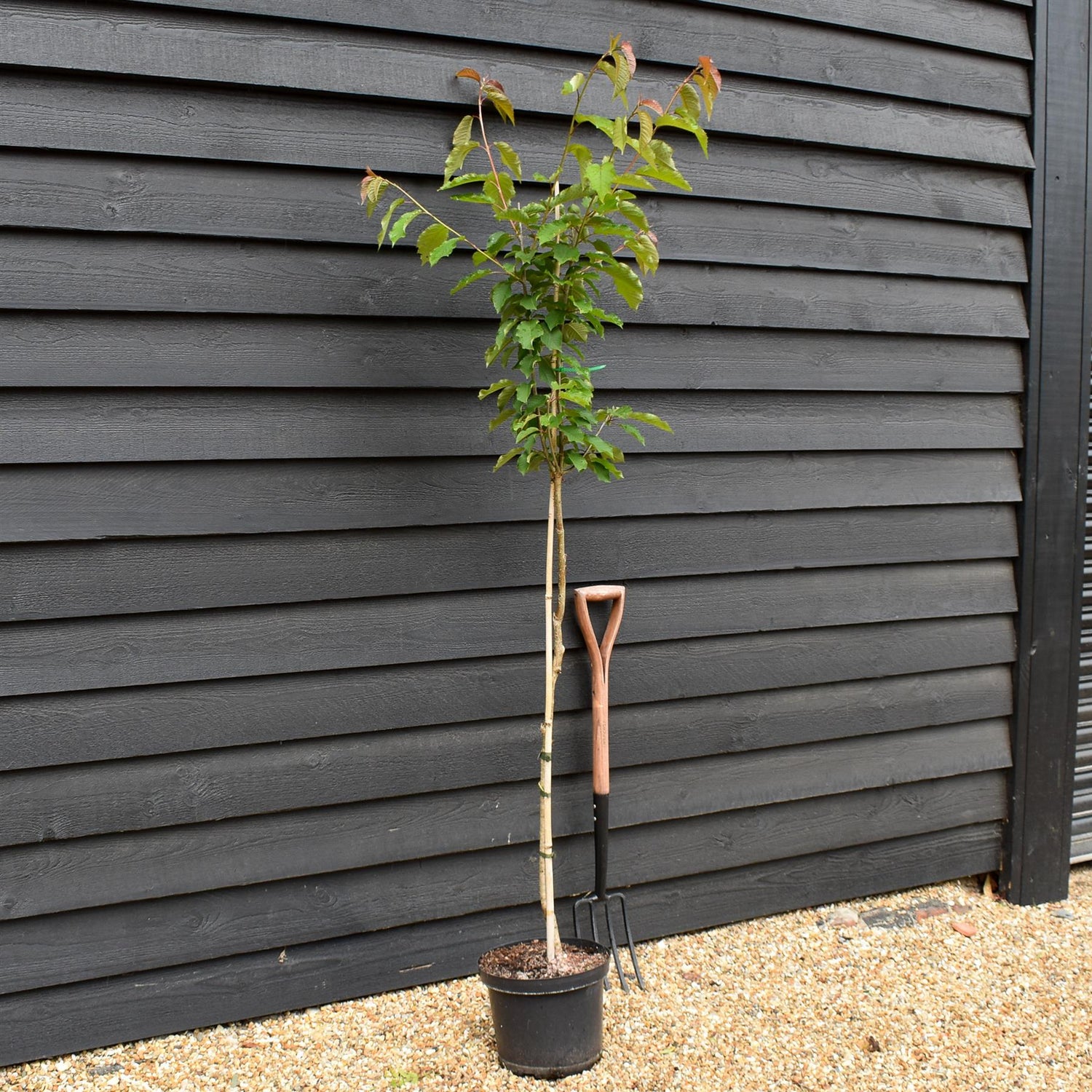 Wild Cherry | Prunus avium - 2-3 years old - Height 120-150cm - 10lt