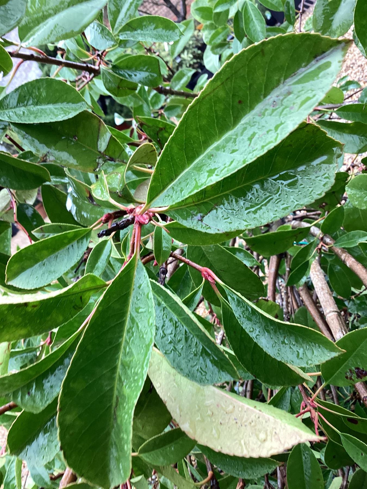 Photinia x fraseri Red Robin - 180cm Trunk - Height 300cm-330cm - Girth 14-16cm - 180lt