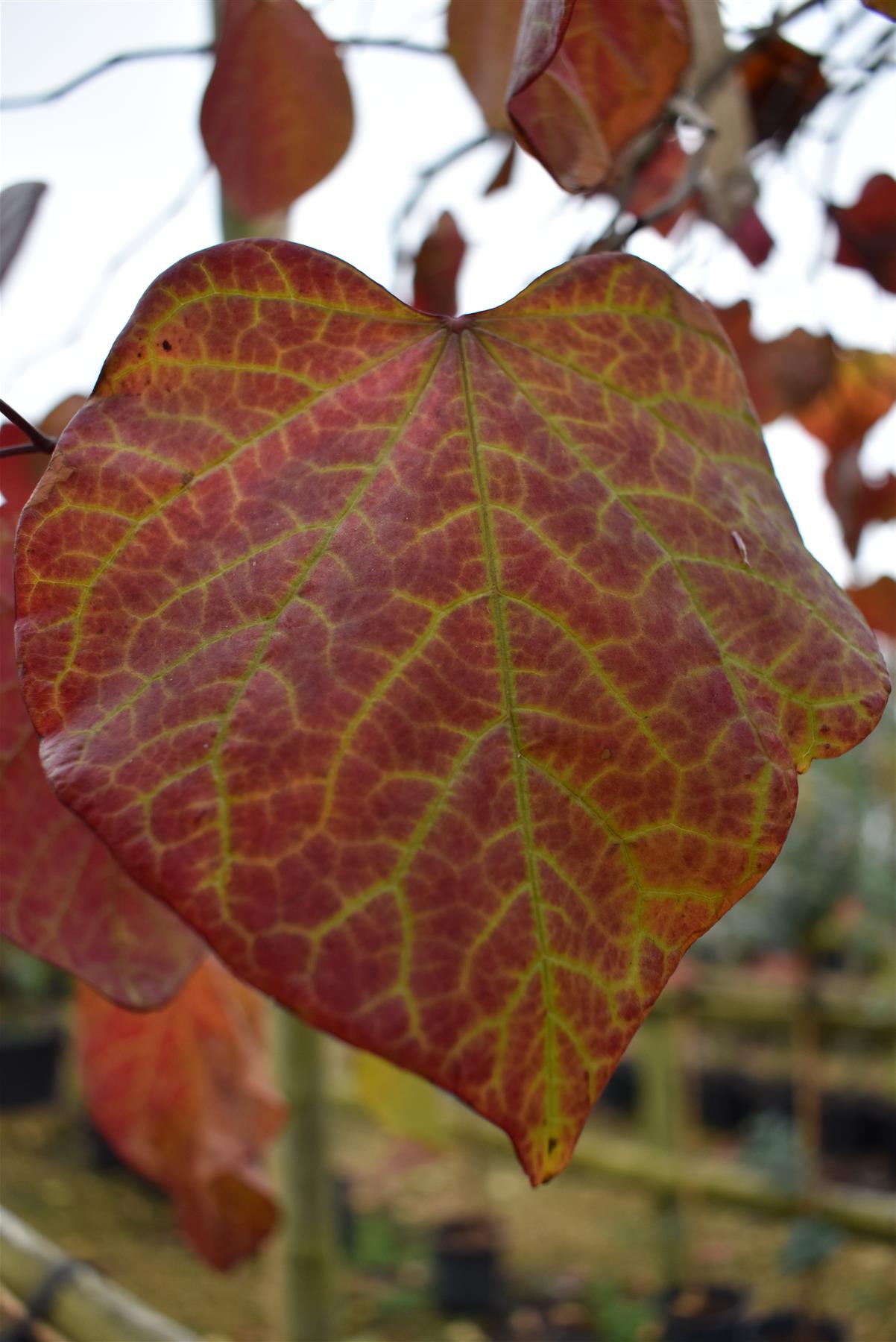 Cercis canadensis 'Ruby Falls' | Judas Tree - Height 180-200cm - Clear Stem - 20lt