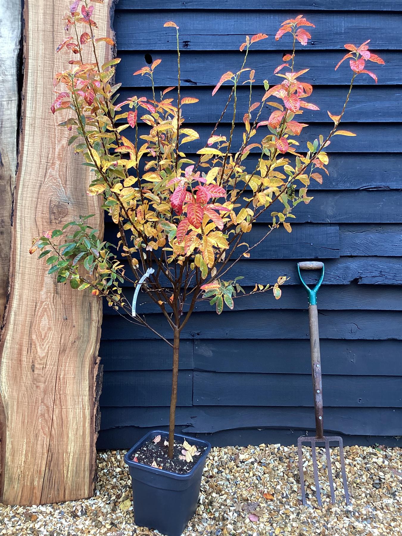 Amelanchier x grandiflora 'Robin Hill' - 1/4 Std - 5cm - 110-120cm, 15lt