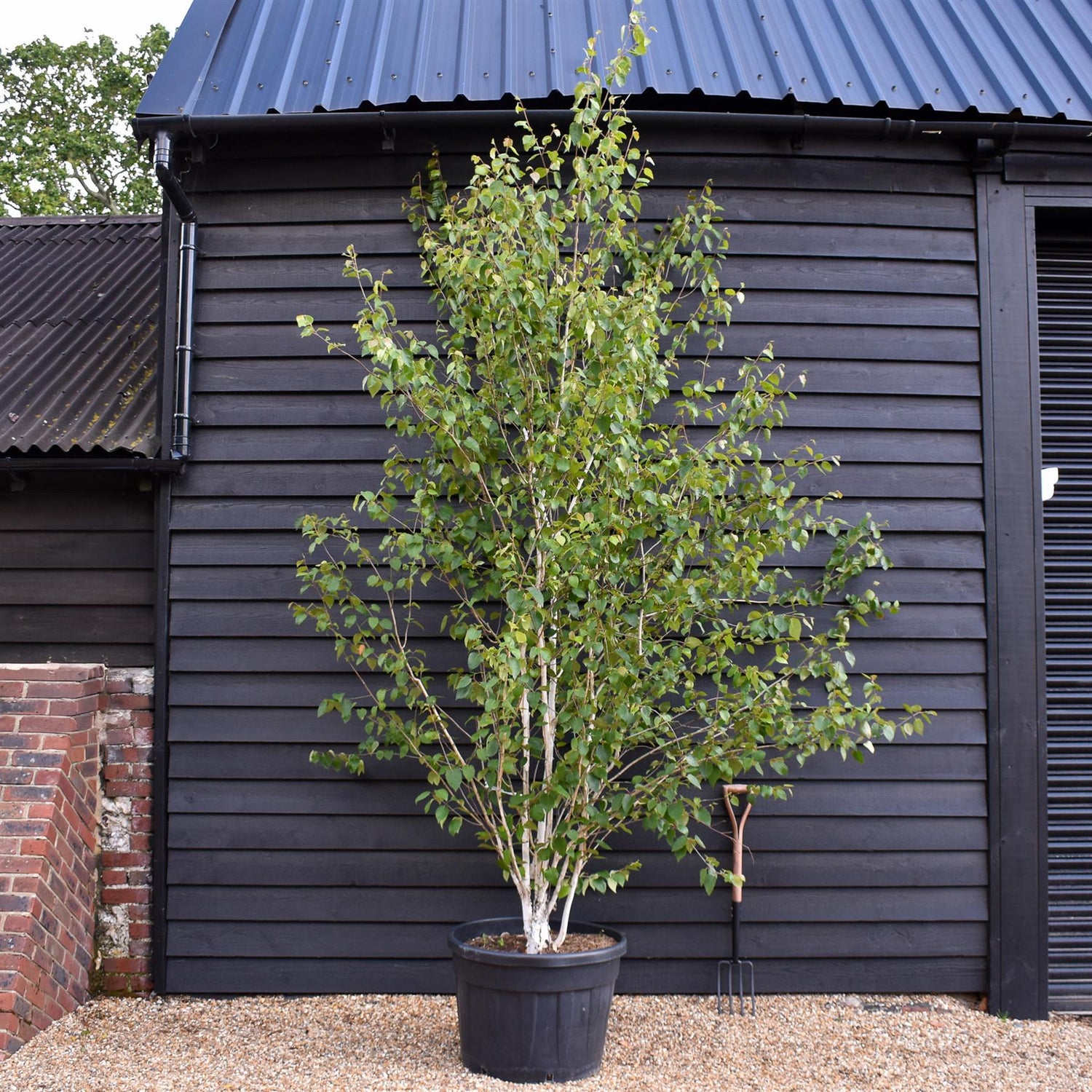 Himalayan Silver Birch |Betula utilis - Multi Stem - Height 310-350cm - 130lt